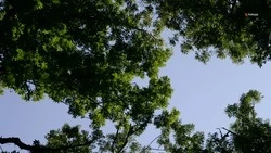 Три ставропольских лесхоза получили системы видеонаблюдения