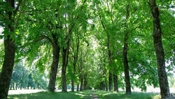 Деревья не станут вырубать ради расширения проспекта Победы в Кисловодске