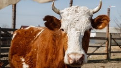 Фермер из Предгорного округа закупил коров на средства гранта