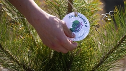 Глава Ставропольского края дал старт ежегодной акции «Сад памяти»