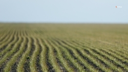 Новые оросительные системы построят на Ставрополье в 2026 году 