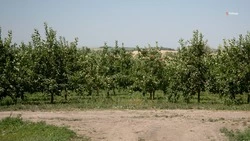 Уходные работы прошли в молодом лесу Ставрополья