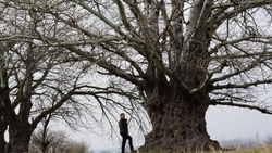 «Ставропольский баобаб» участвует во всероссийском конкурсе деревьев