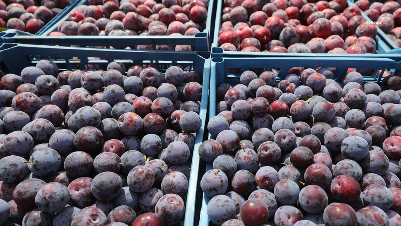 Урожай сливы на Ставрополье превысил прошлогодний на 7%