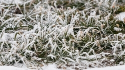 Озимые культуры взошли на 1,8 млн га ставропольских полей