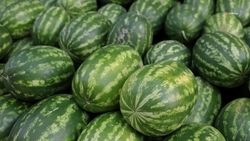 Порядка 2,5 тыс. тонн бахчевых собрали на Ставрополье