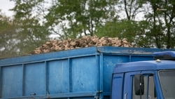 Свыше 20 тыс. тонн сахарной свёклы собрали на Ставрополье