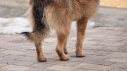 Хозяин пропавшей собаки в Старомарьевке не верит, что пёс выжил после избиения