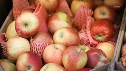 Аграрии Ставрополья собрали более 10 тыс. тонн плодово-ягодной продукции