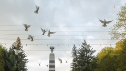 Пять округов Ставрополья согласовали установку мемориалов в память о бойцах СВО