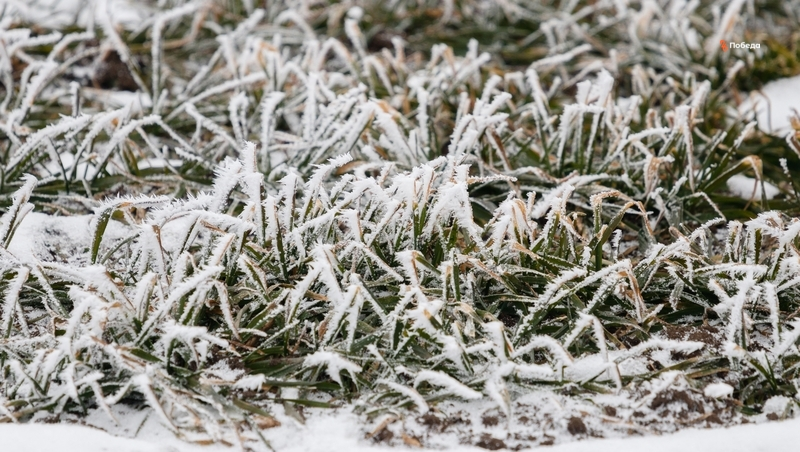 Озимые культуры взошли на 1,8 млн га ставропольских полей