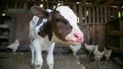 Животноводам Ставрополья компенсировали часть затрат на геномную селекцию