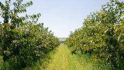 Более 500 га садов заложили на Ставрополье в минувшем году