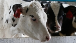 Производство молока нарастили на Ставрополье