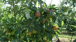 Яблоневый сад высадят в школе Кочубеевского округа