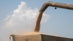 Почти 11 тонн урожая чечевицы собрали на Ставрополье в 2025 году