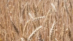 Ставрополье продало за рубеж более 113 тыс. тонн сельхозпродукции с начала года 