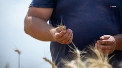 Ставропольские аграрии убрали 1 млн гектаров хлебных полей