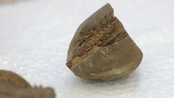 Ставропольские кадеты нашли останки древнего дельфина на берегу Кубани