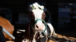 Экоферму открыли в Предгорном округе