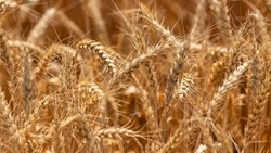 Свыше 820 тыс. тонн зерна Ставрополье экспортировало в 2023 году