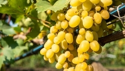 Виноградари Ставрополья собрали 40 тыс. тонн ягод