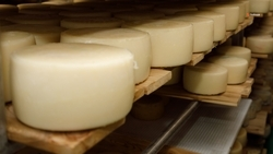 До конца месяца в Андроповском округе запустят цех по переработке молочной продукции