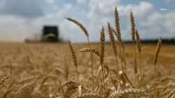 До апреля аграрии Ставрополья получат более 50% господдержки