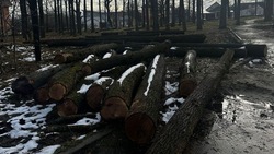 Почти 130 деревьев планируют срубить в Ленинском районе Ставрополя