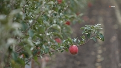 Молодые яблони высадят в школе Труновского округа в сентябре