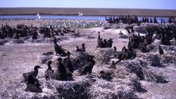 На Ставрополье обитает самая крупная в России колония розовых пеликанов