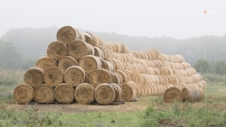 Заготовку кормов для зимовки скота завершили на Ставрополье