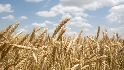 Более 100 тыс. га полей обработают от саранчи на Ставрополье