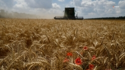  Глава Ставрополья: намолот зерна в регионе превысил 8,5 млн тонн