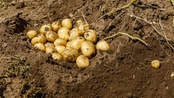 Ранний картофель убирают в Ипатовском округе
