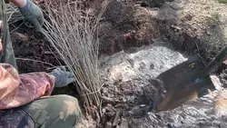 На Ставрополье планируют высадить 54 га нового леса — губернатор Владимиров