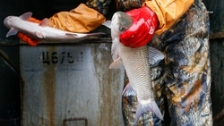 Хозяйство Предгорного округа нарастило производство рыбы