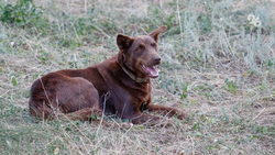 Более 100 животных прошли льготную стерилизацию с начала года в Кочубеевском округе