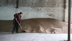 Аграрии Ставрополья завершают подготовку семян к весне