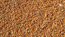 Урожай кукурузы в Минераловодском округе составил 7,1 тыс. га 