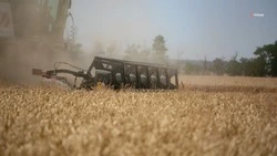 Зерновые и зернобобовые соберут с 2,2 млн га ставропольских полей