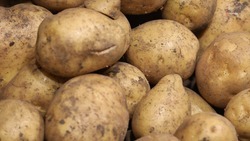 Ставрополье экспортировало свыше 5,7 тыс. тонн картофеля