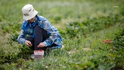 На Ставрополье собрали 8 тонн садовой земляники