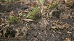 Производство семян сахарной свёклы наращивают на Ставрополье