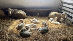 Рождение более чем 380 тыс. ягнят ожидают на Ставрополье