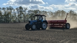 Свыше 206 тыс. га яровых посеяли аграрии Ставрополья