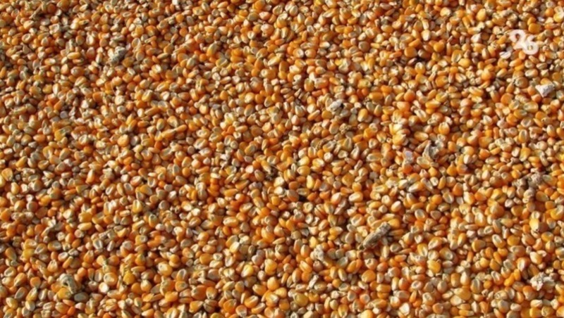Более 9 млн тонн зерновых и зернобобовых собрали аграрии Ставрополья в 2023 году