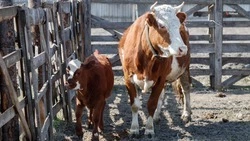 На Ставрополье поддерживают развитие крестьянско-фермерских хозяйств