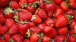 Более 60 тонн клубники нового урожая собрали в Предгорье 