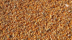 Урожай кукурузы в Минераловодском округе составил 7,1 тыс. га 